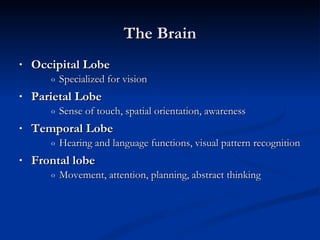 The Brain Occipital Lobe Specialized for vision  Parietal Lobe Sense of touch, spatial orientation, awareness Temporal Lobe Hearing and language functions, visual pattern recognition Frontal lobe Movement, attention, planning, abstract thinking 