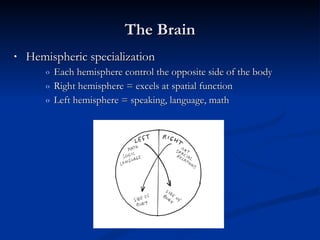 The Brain Hemispheric specialization Each hemisphere control the opposite side of the body Right hemisphere = excels at spatial function Left hemisphere = speaking, language, math 