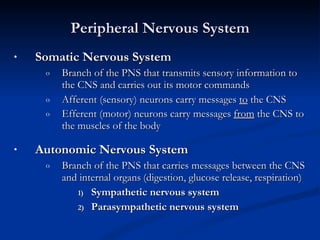 Peripheral Nervous System Somatic Nervous System Branch of the PNS that transmits sensory information to  the CNS and carries out its motor commands Afferent (sensory) neurons carry messages  to  the CNS Efferent (motor) neurons carry messages  from  the CNS to the muscles of the body   Autonomic Nervous System Branch of the PNS that carries messages between the CNS and internal organs   (digestion, glucose release, respiration)  Sympathetic nervous system Parasympathetic nervous system 