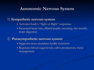 1)   Sympathetic nervous system Activates body’s “fight or flight” responses Increased heart rate, dilated pupils, sweating, dry mouth, stops digestion  2 )  Parasympathetic nervous system Supports more mundane bodily functions Regulates blood sugar levels, saliva production, waste management Autonomic Nervous System 