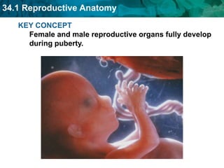 KEY CONCEPT Female and male reproductive organs fully develop during puberty. 