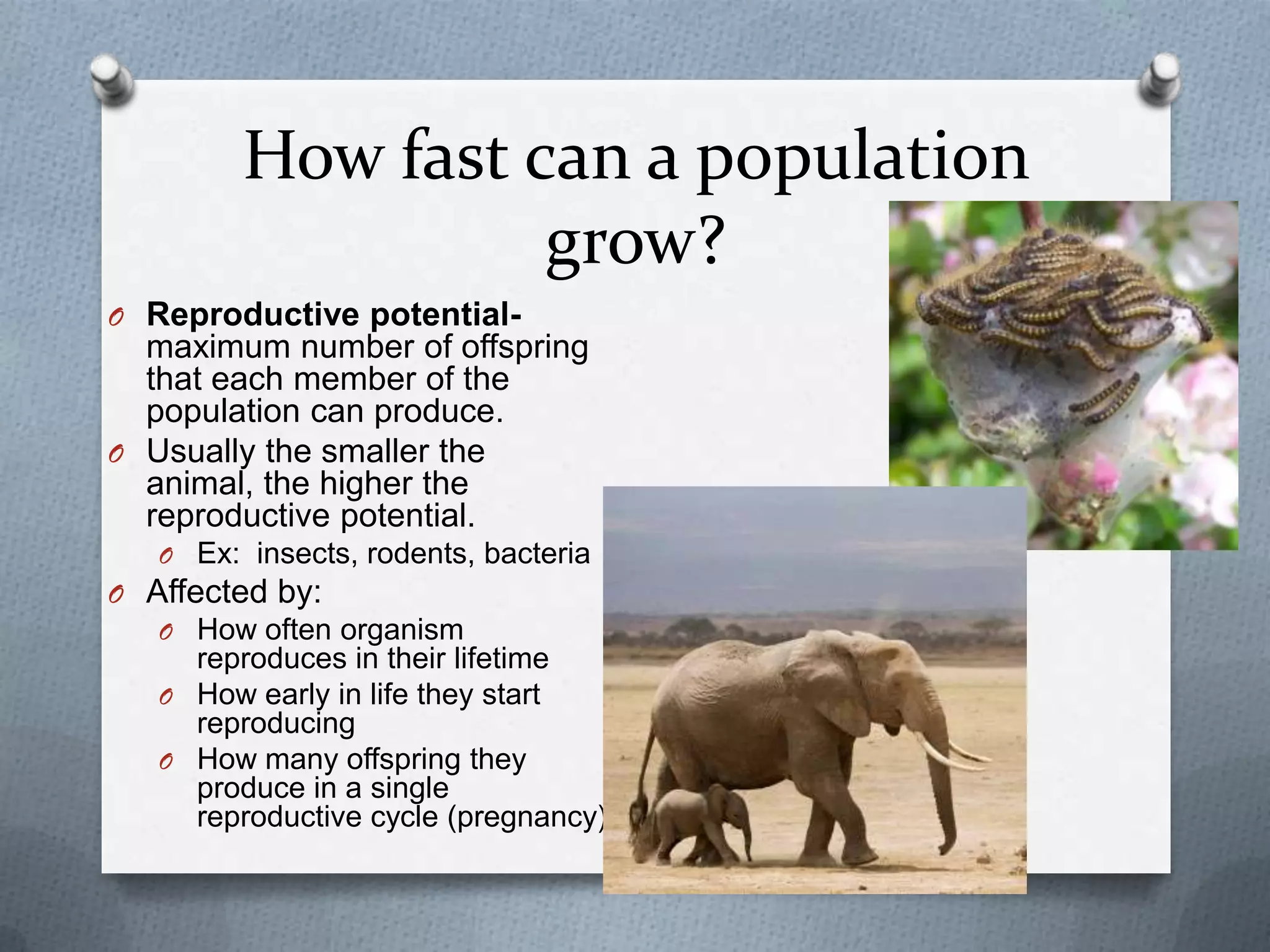 How fast can a population
grow?
O Reproductive potential-

maximum number of offspring
that each member of the
population can produce.
O Usually the smaller the
animal, the higher the
reproductive potential.
O Ex: insects, rodents, bacteria

O Affected by:
O How often organism

reproduces in their lifetime
O How early in life they start
reproducing
O How many offspring they
produce in a single
reproductive cycle (pregnancy)

 