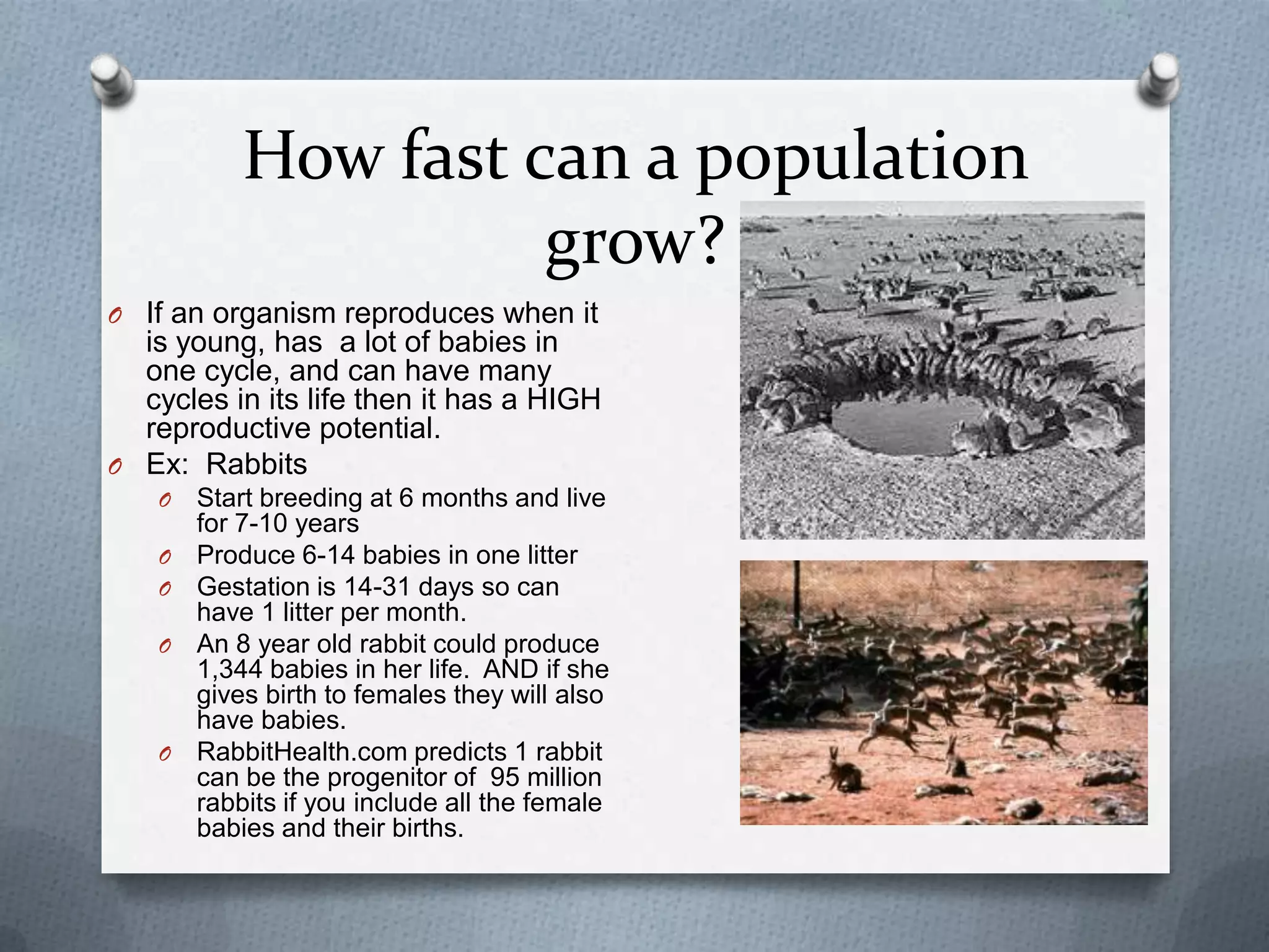 How fast can a population
grow?
O If an organism reproduces when it

is young, has a lot of babies in
one cycle, and can have many
cycles in its life then it has a HIGH
reproductive potential.
O Ex: Rabbits
O
O
O
O

O

Start breeding at 6 months and live
for 7-10 years
Produce 6-14 babies in one litter
Gestation is 14-31 days so can
have 1 litter per month.
An 8 year old rabbit could produce
1,344 babies in her life. AND if she
gives birth to females they will also
have babies.
RabbitHealth.com predicts 1 rabbit
can be the progenitor of 95 million
rabbits if you include all the female
babies and their births.

 