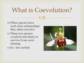 Orchid Coevolution Example Unit 3 a ch 8 s2 how species interact with each other | PPTX