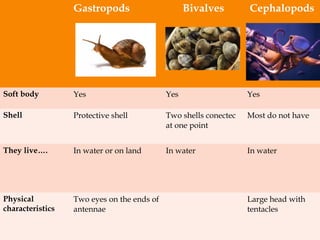 Gastropods Bivalves Cephalopods
Soft body Yes Yes Yes
Shell Protective shell Two shells conectec
at one point
Most do not have
They live…. In water or on land In water In water
Physical
characteristics
Two eyes on the ends of
antennae
Large head with
tentacles
 