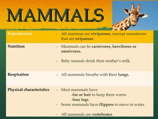 MAMMALSMAMMALS
Reproduction - All mammas are viviparous, execept monotrems
that are oviparous
Nutrition - Mammals can be carnivores, hervibores or
omnivores.
- Baby mamals drink their mother’s milk.
Respiration - All mammals breathe with their lungs.
Physical characteristics - Most mammals have
-fur or hair to keep them warm.
-four legs.
- Some mammals have flippers to move in water.
- All mammals are vertebrates.
 