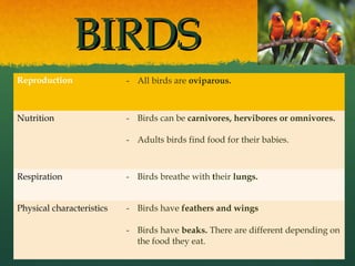 BIRDSBIRDS
Reproduction - All birds are oviparous.
Nutrition - Birds can be carnivores, hervibores or omnivores.
- Adults birds find food for their babies.
Respiration - Birds breathe with their lungs.
Physical characteristics - Birds have feathers and wings
- Birds have beaks. There are different depending on
the food they eat.
 