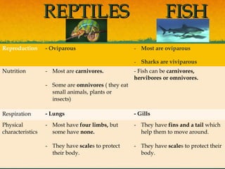 REPTILESREPTILES FISHFISH
Reproduction - Oviparous - Most are oviparous
- Sharks are viviparous
Nutrition - Most are carnivores.
- Some are omnivores ( they eat
small animals, plants or
insects)
- Fish can be carnivores,
hervibores or omnivores.
Respiration - Lungs - Gills
Physical
characteristics
- Most have four limbs, but
some have none.
- They have scales to protect
their body.
- They have fins and a tail which
help them to move around.
- They have scales to protect their
body.
 