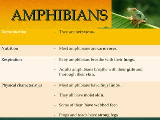 AMPHIBIANSAMPHIBIANS
Reproduction - They are oviparous.
Nutrition - Most amphibians are carnivores.
Respiration - Baby amphibians breathe with their lungs.
- Adults amphibians breathe with their gills and
thorough their skin.
Physical characteristics - Most amphibians have four limbs.
- They all have moist skin.
- Some of them have webbed feet.
- Frogs and toads have strong legs
 
