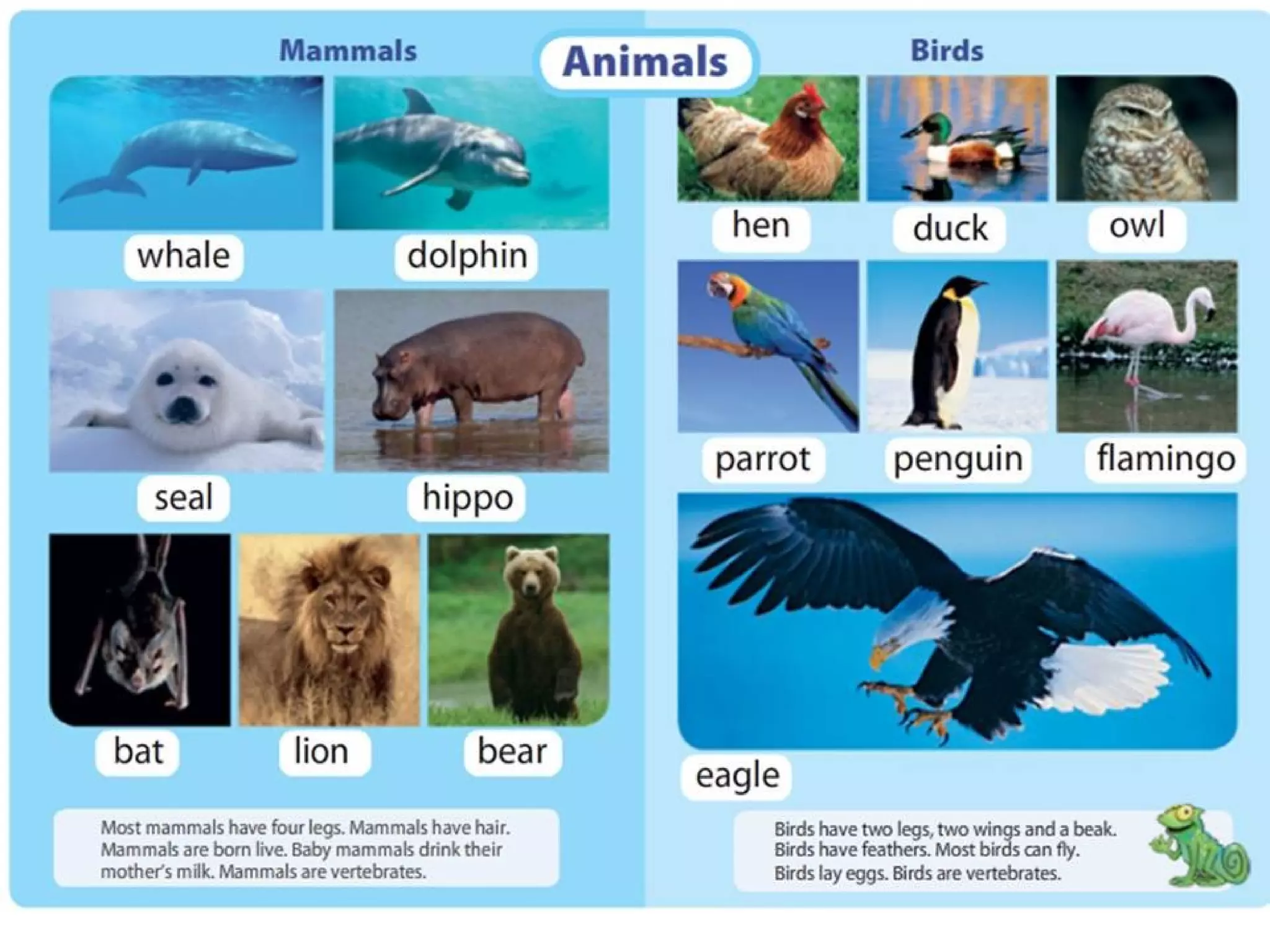 Unit3 animals