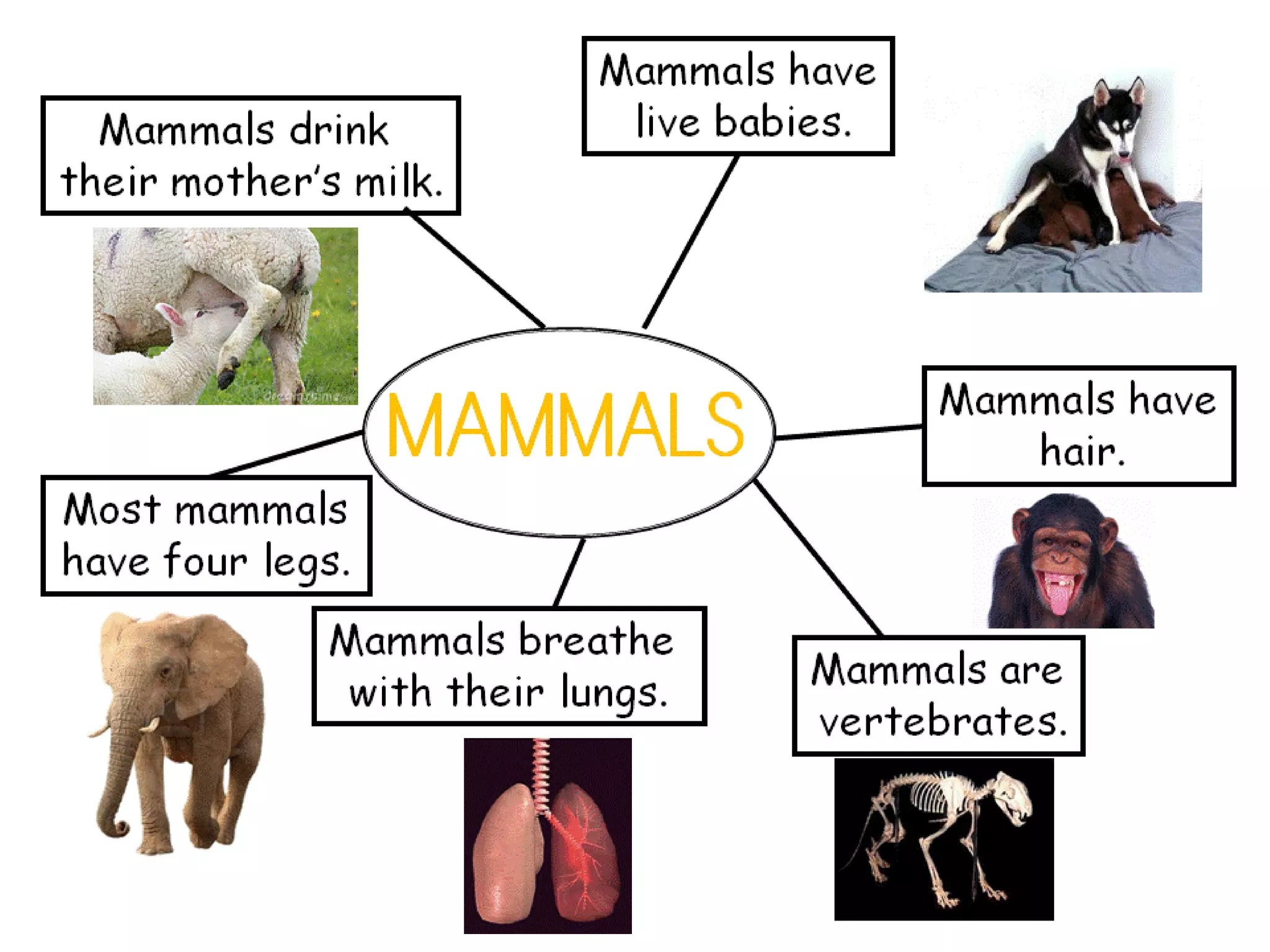 Unit3 animals