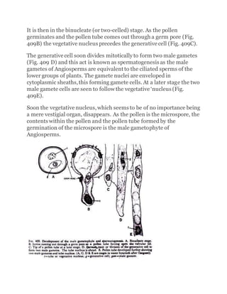 It is then in the binucleate (or two-celled) stage. As the pollen
germinates and the pollen tube comes out through a germ pore (Fig.
409B) the vegetative nucleus precedes the generative cell (Fig. 409C).
The generative cell soon divides mitotically to form two male gametes
(Fig. 409 D) and this act is known as spermatogenesis as the male
gametes of Angiosperms are equivalent to the ciliated sperms of the
lower groups of plants. The gamete nuclei are enveloped in
cytoplasmic sheaths,this forming gamete cells. At a later stage the two
male gamete cells are seen to follow the vegetative ‘nucleus (Fig.
409E).
Soon the vegetative nucleus,which seems to be of no importance being
a mere vestigial organ, disappears. As the pollen is the microspore, the
contents within the pollen and the pollen tube formed by the
germination of the microspore is the male gametophyte of
Angiosperms.
 