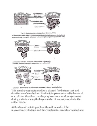 This massive coenocyte provides a channel for the transport and
distribution of metabolites.Further it imposes a mutual influence of
one cell over the other, thus helping to maintain a close synchrony
during meiosis among the large number of microsporocytes in the
anther locule.
At the close of meiotic prophase the callose walls of the
microsporocyte lock up, and the cytoplasmic channels are cut off and
 
