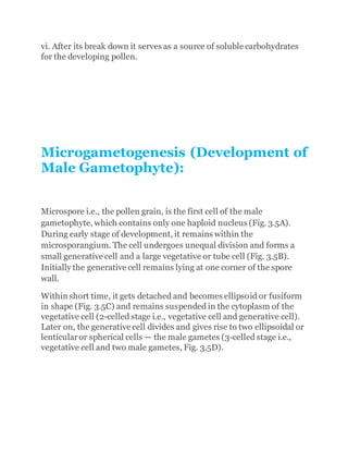vi. After its break down it serves as a source of soluble carbohydrates
for the developing pollen.
Microgametogenesis (Development of
Male Gametophyte):
Microspore i.e., the pollen grain, is the first cell of the male
gametophyte, which contains only one haploid nucleus (Fig. 3.5A).
During early stage of development, it remains within the
microsporangium. The cell undergoes unequal division and forms a
small generative cell and a large vegetative or tube cell (Fig. 3.5B).
Initially the generative cell remains lying at one corner of the spore
wall.
Within short time, it gets detached and becomes ellipsoid or fusiform
in shape (Fig. 3.5C) and remains suspended in the cytoplasm of the
vegetative cell (2-celled stage i.e., vegetative cell and generative cell).
Later on, the generative cell divides and gives rise to two ellipsoidal or
lenticularor spherical cells — the male gametes (3-celled stage i.e.,
vegetative cell and two male gametes, Fig. 3.5D).
 
