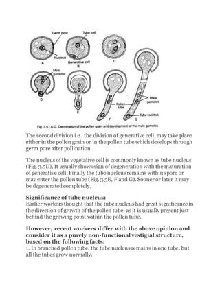 The second division i.e., the division of generative cell, may take place
either in the pollen grain or in the pollen tube which develops through
germ pore after pollination.
The nucleus of the vegetative cell is commonly known as tube nucleus
(Fig. 3.5D). It usually shows sign of degeneration with the maturation
of generative cell. Finally the tube nucleus remains within spore or
may enter the pollen tube (Fig. 3.5E, F and G). Sooner or later it may
be degenerated completely.
Significance of tube nucleus:
Earlier workers thought that the tube nucleus had great significance in
the direction of growth of the pollen tube, as it is usually present just
behind the growing point within the pollen tube.
However, recent workers differ with the above opinion and
consider it as a purely non-functional vestigial structure,
based on the following facts:
1. In branched pollen tube, the tube nucleus remains in one tube, but
all the tubes grow normally.
 
