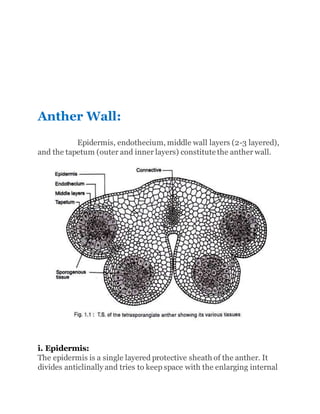 Anther Wall:
Epidermis, endothecium, middle wall layers (2-3 layered),
and the tapetum (outer and inner layers) constitute the anther wall.
i. Epidermis:
The epidermis is a single layered protective sheath of the anther. It
divides anticlinally and tries to keep space with the enlarging internal
 