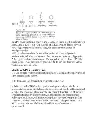 In NPC classification a grain is mentionedin three-digit number (Figs.
4.28, 4.29 & 4.30), e.g. 343 instead of N3P4C3. Pollen grains having
NPC 343 are tritreme zonocolpate, which is also described as
tricolpate pollen.
NPC 764 characterizes those pollen grains that are polytreme
pantoporate, which are also described as pantoporate or polyporate.
Pollen grains of Amaranthaceae, Chenopodiaceae etc. have NPC 764.
Examples of tricolpate pollen grain, i.e. NPC 343 are Rumex, Vitex,
Tectona, Argem one etc.
Merits of NPC classification:
1. It is a simple system of classification and illustrates the apertures of
a pollen grain and spore.
2. NPC makes the description of apertures precise.
3. With the aid of NPC pollen grains and spores of pteridophyta,
monocotyledon and dicotyledon, to some extent, can be differentiated.
Most of the spores of pteridophyta are monolete or trilete. Monocots
are characterized by inaperturate, monosulcate and monoporate
pollen grains. Dicots, with a few exceptions, have pollen grains that
are mostly with three meridonial furrows and polyaperturate. Thus
NPC narrows the search list of identification of unknown
sporomorphs.
 