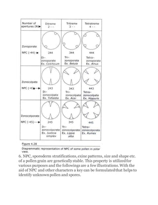 6. NPC, sporoderm stratifications,exine patterns, size and shape etc.
of a pollen grain are genetically stable. This property is utilizedfor
various purposes and the followings are a few illustrations.With the
aid of NPC and other characters a key can be formulatedthat helps to
identify unknown pollen and spores.
 