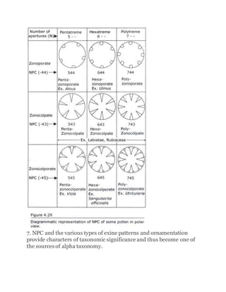 7. NPC and the various types of exine patterns and ornamentation
provide characters of taxonomic significance and thus become one of
the sources of alpha taxonomy.
 