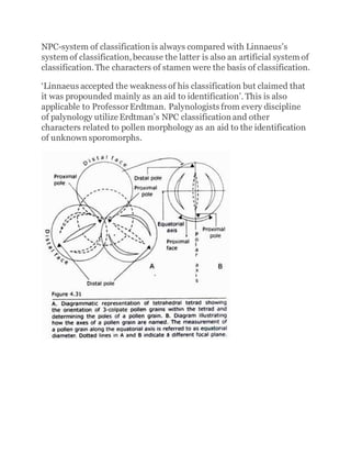 NPC-system of classification is always compared with Linnaeus’s
system of classification,because the latter is also an artificial system of
classification.The characters of stamen were the basis of classification.
‘Linnaeus accepted the weakness of his classification but claimed that
it was propounded mainly as an aid to identification’. This is also
applicable to ProfessorErdtman. Palynologists from every discipline
of palynology utilize Erdtman’s NPC classification and other
characters related to pollen morphology as an aid to the identification
of unknown sporomorphs.
 