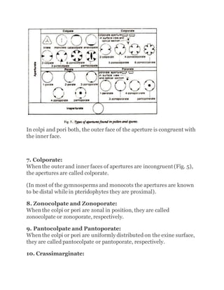 In colpi and pori both, the outer face of the aperture is congruent with
the inner face.
7. Colporate:
When the outerand inner faces of apertures are incongruent (Fig. 5),
the apertures are called colporate.
(In most of the gymnosperms and monocots the apertures are known
to be distal while in pteridophytes they are proximal).
8. Zonocolpate and Zonoporate:
When the colpi or pori are zonal in position, they are called
zonocolpate or zonoporate, respectively.
9. Pantocolpate and Pantoporate:
When the colpi or pori are uniformly distributed on the exine surface,
they are called pantocolpate or pantoporate, respectively.
10. Crassimarginate:
 