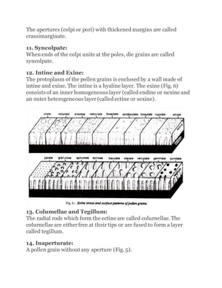 The apertures (colpi or pori) with thickened margins are called
crassimarginate.
11. Syncolpate:
When ends of the colpi unite at the poles, die grains are called
syncolpate.
12. Intine and Exine:
The protoplasm of the pollen grains is enclosed by a wall made of
intine and exine. The intine is a hyaline layer. The exine (Fig. 6)
consists of an inner homogeneous layer (called endine or nexine and
an outer heterogeneous layer(called ectine or sexine).
13. Columellae and Tegillum:
The radial rods which form the ectine are called colurnellae.The
colurnellae are eitherfree at their tips or are fused to form a layer
called tegillum.
14. Inaperturate:
A pollen grain without any aperture (Fig. 5).
 