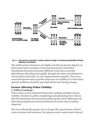 The pollen grains of grasses are highly sensitive to greater degrees of
desiccation and restoration of normal function by controlled
rehydration becomes extremely difficult. It has been seen that
dehydration after dispersal rapidly disrupts the actin cytoskeleton in
wheat pollen and leads to a loss of germination capacity. Thus for a
successful preservation of pollen that loses its viability in a short time,
special condition shouldbe provided before and during storage.
Factors Affecting Pollen Viability:
i. Pollen Cytology:
There exists a close relation between the cytology of pollen and its
viability. Studies on pollen morphology and physiology have shown
that the binucleate and trinucleate pollen grains show differences in
their physiological and structural characters at the time of pollen
dispersal.
The two celled pollen grains have a longer life span because of their
more resistant wall structure, low plasma water content and reduced
 
