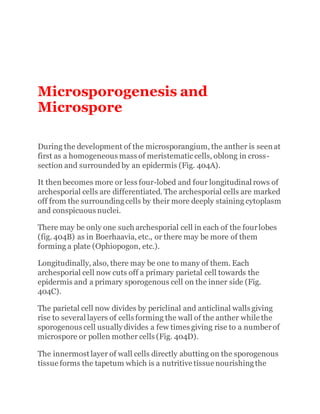 Microsporogenesis and
Microspore
During the development of the microsporangium, the anther is seen at
first as a homogeneous mass of meristematiccells, oblong in cross-
section and surrounded by an epidermis (Fig. 404A).
It then becomes more or less four-lobed and four longitudinal rows of
archesporial cells are differentiated. The archesporial cells are marked
off from the surroundingcells by their more deeply staining cytoplasm
and conspicuous nuclei.
There may be only one such archesporial cell in each of the fourlobes
(fig. 404B) as in Boerhaavia, etc., or there may be more of them
forming a plate (Ophiopogon, etc.).
Longitudinally, also, there may be one to many of them. Each
archesporial cell now cuts off a primary parietal cell towards the
epidermis and a primary sporogenous cell on the inner side (Fig.
404C).
The parietal cell now divides by periclinal and anticlinal walls giving
rise to several layers of cells forming the wall of the anther while the
sporogenous cell usually divides a few times giving rise to a numberof
microspore or pollen mother cells (Fig. 404D).
The innermost layer of wall cells directly abutting on the sporogenous
tissue forms the tapetum which is a nutritive tissue nourishingthe
 