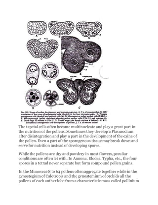 The tapetal cells often become multinucleate and play a great part in
the nutrition of the pollens. Sometimes they develop a Plasmodium
after disintegration and play a part in the development of the exine of
the pollen. Even a part of the sporogenous tissue may break down and
serve for nutrition instead of developing spores.
While the pollens are dry and powdery in most flowers,peculiar
conditions are often let with. In Annona, Elodea, Typha, etc., the four
spores in a tetrad never separate but form compound pollen grains.
In the Mimoseae 8 to 64 pollens often aggregate together while in the
gynostegium of Calotropis and the gynostemium of orchids all the
pollens of each anther lobe from a characteristic mass called pollinium
 