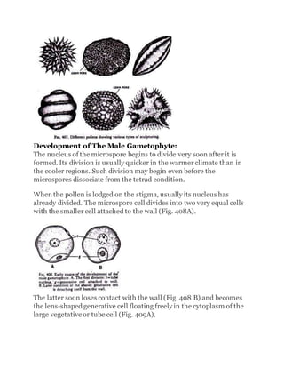 Development of The Male Gametophyte:
The nucleus of the microspore begins to divide very soon after it is
formed. Its division is usually quicker in the warmer climate than in
the cooler regions. Such division may begin even before the
microspores dissociate from the tetrad condition.
When the pollen is lodged on the stigma, usually its nucleus has
already divided. The microspore cell divides into two very equal cells
with the smaller cell attached to the wall (Fig. 408A).
The latter soon loses contact with the wall (Fig. 408 B) and becomes
the lens-shaped generative cell floating freely in the cytoplasm of the
large vegetative or tube cell (Fig. 409A).
 