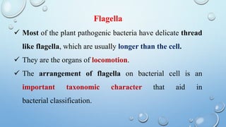 Flagella
 Most of the plant pathogenic bacteria have delicate thread
like flagella, which are usually longer than the cell.
 They are the organs of locomotion.
 The arrangement of flagella on bacterial cell is an
important taxonomic character that aid in
bacterial classification.
 