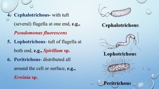 4. Cephalotrichous- with tuft
(several) flagella at one end, e.g.,
Pseudomonas fluorescens
5. Lophotrichous- tuft of flagella at
both end, e.g., Spirillum sp.
6. Peritrichous- distributed all
around the cell or surface, e.g.,
Erwinia sp.
 
