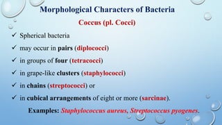 Morphological Characters of Bacteria
Coccus (pl. Cocci)
 Spherical bacteria
 may occur in pairs (diplococci)
 in groups of four (tetracocci)
 in grape-like clusters (staphylococci)
 in chains (streptococci) or
 in cubical arrangements of eight or more (sarcinae).
Examples: Staphylococcus aureus, Streptococcus pyogenes.
 