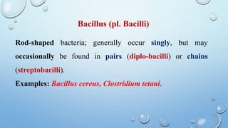 Rod-shaped bacteria; generally occur singly, but may
occasionally be found in pairs (diplo-bacilli) or chains
(streptobacilli).
Examples: Bacillus cereus, Clostridium tetani.
Bacillus (pl. Bacilli)
 