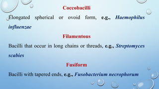 Coccobacilli
Elongated spherical or ovoid form, e.g., Haemophilus
influenzae
Filamentous
Bacilli that occur in long chains or threads, e.g., Streptomyces
scabies
Fusiform
Bacilli with tapered ends, e.g., Fusobacterium necrophorum
 