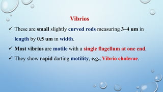  These are small slightly curved rods measuring 3–4 um in
length by 0.5 um in width.
 Most vibrios are motile with a single flagellum at one end.
 They show rapid darting motility, e.g., Vibrio cholerae.
Vibrios
 