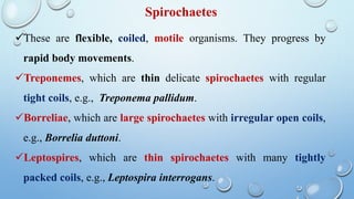 These are flexible, coiled, motile organisms. They progress by
rapid body movements.
Treponemes, which are thin delicate spirochaetes with regular
tight coils, e.g., Treponema pallidum.
Borreliae, which are large spirochaetes with irregular open coils,
e.g., Borrelia duttoni.
Leptospires, which are thin spirochaetes with many tightly
packed coils, e.g., Leptospira interrogans.
Spirochaetes
 