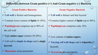 Difference between Gram positive (+) And Gram negative (-) Bacteria
Gram Positive Bacteria
 Cell wall is thicker and homogemous.
 Contains lower content of lipids (5-10%).
 Peptidoglycan comprises up to 90% of
the cell wall.
 High amino sugar content (10-20%).
 Cell wall is simple in shape and is single
layered.
 Mesosomes more prominent.
Gram Negative Bacteria
 Cell wall is thinner and thin layered.
Contains higher content of lipids (up to 40%).
 Peptidoglycan comprises only 10%.
 Low content of amino sugars.
 Varying cell wall shape and is tripartite (3-
layered).
 Mesosomes less prominent.
 