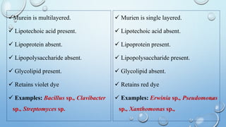 Murein is multilayered.
 Lipotechoic acid present.
 Lipoprotein absent.
 Lipopolysaccharide absent.
 Glycolipid present.
 Retains violet dye
 Examples: Bacillus sp., Clavibacter
sp., Streptomyces sp.
 Murien is single layered.
 Lipotechoic acid absent.
 Lipoprotein present.
 Lipopolysaccharide present.
 Glycolipid absent.
 Retains red dye
 Examples: Erwinia sp., Pseudomonas
sp., Xanthomonas sp.,
 