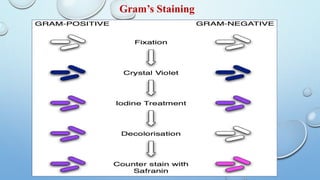 Gram’s Staining
 
