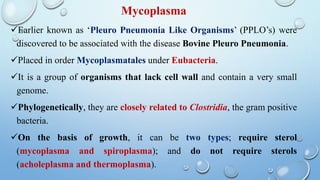 Mycoplasma
Earlier known as ‘Pleuro Pneumonia Like Organisms’ (PPLO’s) were
discovered to be associated with the disease Bovine Pleuro Pneumonia.
Placed in order Mycoplasmatales under Eubacteria.
It is a group of organisms that lack cell wall and contain a very small
genome.
Phylogenetically, they are closely related to Clostridia, the gram positive
bacteria.
On the basis of growth, it can be two types; require sterol
(mycoplasma and spiroplasma); and do not require sterols
(acholeplasma and thermoplasma).
 
