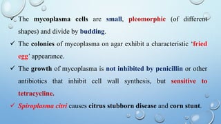  The mycoplasma cells are small, pleomorphic (of different
shapes) and divide by budding.
 The colonies of mycoplasma on agar exhibit a characteristic ‘fried
egg’ appearance.
 The growth of mycoplasma is not inhibited by penicillin or other
antibiotics that inhibit cell wall synthesis, but sensitive to
tetracycline.
 Spiroplasma citri causes citrus stubborn disease and corn stunt.
 