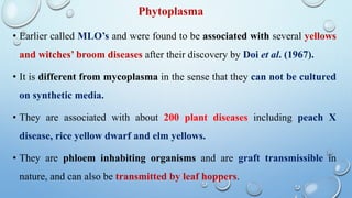 Phytoplasma
• Earlier called MLO’s and were found to be associated with several yellows
and witches’ broom diseases after their discovery by Doi et al. (1967).
• It is different from mycoplasma in the sense that they can not be cultured
on synthetic media.
• They are associated with about 200 plant diseases including peach X
disease, rice yellow dwarf and elm yellows.
• They are phloem inhabiting organisms and are graft transmissible in
nature, and can also be transmitted by leaf hoppers.
 