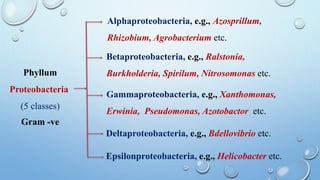 Phyllum
Proteobacteria
(5 classes)
Alphaproteobacteria, e.g., Azosprillum,
Rhizobium, Agrobacterium etc.
Betaproteobacteria, e.g., Ralstonia,
Burkholderia, Spirilum, Nitrosomonas etc.
Gammaproteobacteria, e.g., Xanthomonas,
Erwinia, Pseudomonas, Azotobactor etc.
Deltaproteobacteria, e.g., Bdellovibrio etc.
Epsilonproteobacteria, e.g., Helicobacter etc.
Gram -ve
 