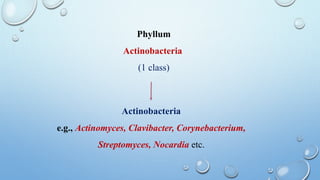 Phyllum
Actinobacteria
(1 class)
Actinobacteria
e.g., Actinomyces, Clavibacter, Corynebacterium,
Streptomyces, Nocardia etc.
 