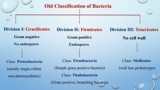 Old Classification of Bacteria
Division I: Gracilicutes
Gram negative
No endospores
Division II: Firmicutes
Gram positive
Endospores
Division III: Tenericutes
No cell wall
Class: Proteobacteria
(mostly single-celled,
non-photosynthetic)
Class: Firmibacteria
(Simple gram positive bacteria)
Class: Thallobacteria
(Gram positive, branching bacteria)
Class: Mollicutes
(wall less prokaryotes)
 