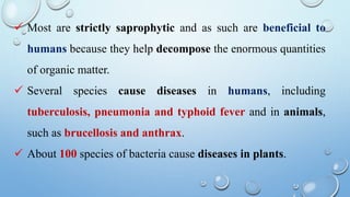  Most are strictly saprophytic and as such are beneficial to
humans because they help decompose the enormous quantities
of organic matter.
 Several species cause diseases in humans, including
tuberculosis, pneumonia and typhoid fever and in animals,
such as brucellosis and anthrax.
 About 100 species of bacteria cause diseases in plants.
 