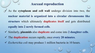 Asexual reproduction
 As the cytoplasm and cell wall undergo division into two, the
nuclear material is organized into a circular chromosome like
structure which ultimately duplicates itself and gets distributed
equally into 2 newly formed cells.
 Similarly, plasmids also duplicate and come into 2 daughter cells.
 The duplication occurs rapidly, once every 20 minutes.
 Escherichia coli may produce 1 million bacteria in 10 hours.
 