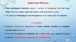  Plant pathogenic bacteria causes a variety of symptoms like leaf spot,
blight soft rot, canker, gall and tumors, wilt and scab, in plant.
 The pathogen belonging to several genera causes same type of symptom.
1. Leaf spot
 Symptom include the appearance of water soaked, circular or irregular,
necrotic spot on leaves.
 Some time the spots are encircled with a yellow halo, e.g., angular leaf spot
in cotton: Xanthomonas campestris pv. malvacearum
Important Diseases
 