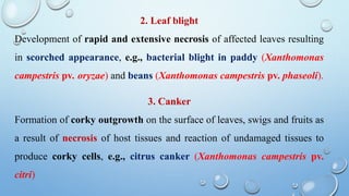 2. Leaf blight
Development of rapid and extensive necrosis of affected leaves resulting
in scorched appearance, e.g., bacterial blight in paddy (Xanthomonas
campestris pv. oryzae) and beans (Xanthomonas campestris pv. phaseoli).
3. Canker
Formation of corky outgrowth on the surface of leaves, swigs and fruits as
a result of necrosis of host tissues and reaction of undamaged tissues to
produce corky cells, e.g., citrus canker (Xanthomonas campestris pv.
citri)
 
